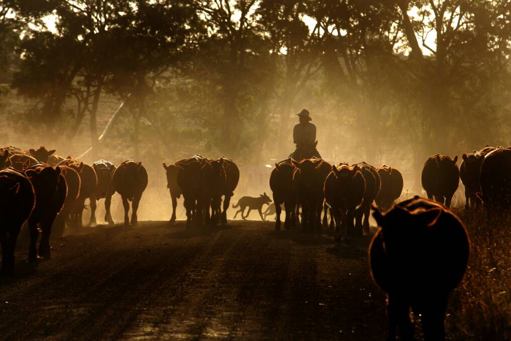 A cattleman moves cattle through the dust in Casterton, where temperatures are tipped to reach record levels for the month of October.
