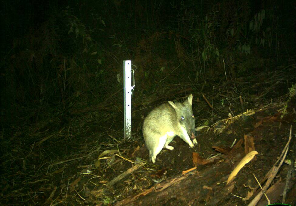 This long-nosed bandicoot was among the rarely sighted creatures captured by a motion camera in the Otways.