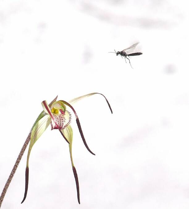 Attracting attention: The rare Mellblom’s Spider-orchid attracting a wasp for pollination.  Picture:  Reiner Richter