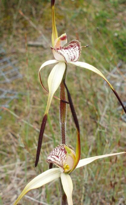 In bloom: The rare Mellblom’s Spider-orchid, found around Portland, is growing in numbers thanks to conservation work that is relocating garden-bred plants into the wild. Picture:  Kate Vlcek 