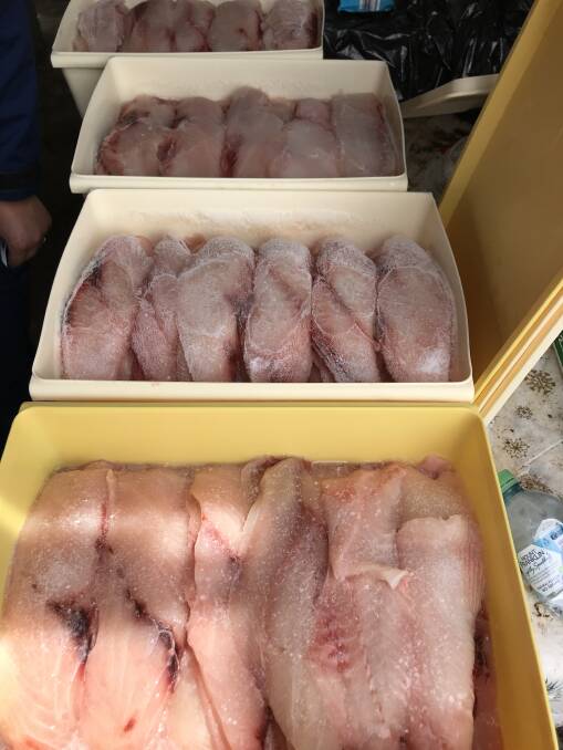 Frozen fish seized from a fish and chip shop in Camperdown.