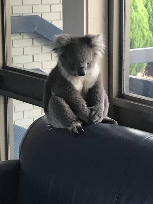 The koala was ready for class at Cobden Technical School.