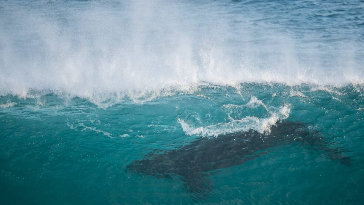 Having a whale of a time: Up to 14 Southern Right Whales can be spotted at Logans Beach whale nursery daily. It is the best season in four years.  Picture: Perry Cho: Patient Eye Imaging.