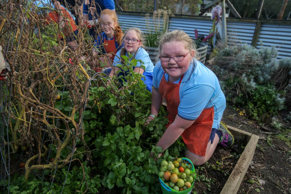 Green thumbs: Woolsthorpe Primary School students Bridie Conn-Peterson, Amelia Rowett, and Mikayla Fulton, all 11, collect tomatoes from the vines as part of the school's kitchen garden program. Picture: Rob Gunstone