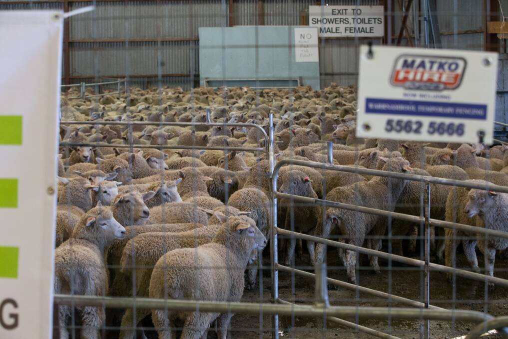 A crew of 50 volunteers will shear 4500 sheep in 24 hours at the Warrnambool Showgrounds. 
