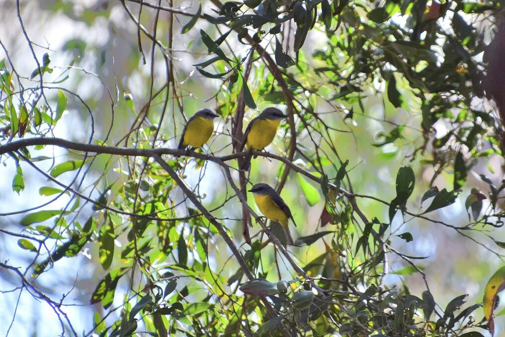 Great outdoors: Yellow robins are one of the bird varieties found at Pallisters Reserve. Workshops, bushwalks and bird observing will be some of the activities on offer at an open day on Sunday. Picture: Pauline McCarthy