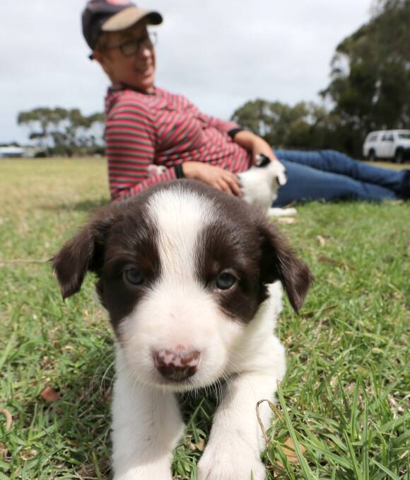 IN TRAINING: Leigh Foster of NSW travelled to Port Fairy with 10 trialling sheepdogs and their puppies to compete in the Commonwealth Championship Sheepdog Trials at Port Fairy. Picture: Rob Gunstone 