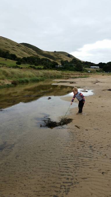 Nature: The Corangamite CMA will host a Curdies River estuary walk on Friday. Joseph McKinnon, 3, takes a closer look at his local environment.  