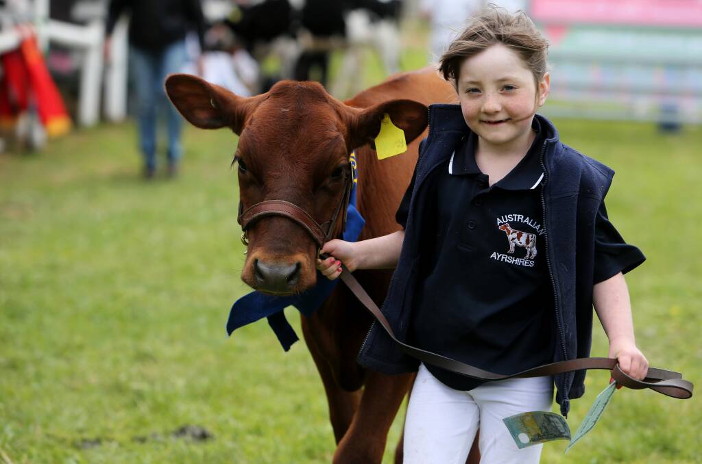 Proud: First place winner Krystal Blackmore, 6 from Hawkesdale, leads her calf Rosey around the parade ring at last year's Port Fairy Show. The event will be held at the town's showgrounds on Saturday. Picture: Rob Gunstone
