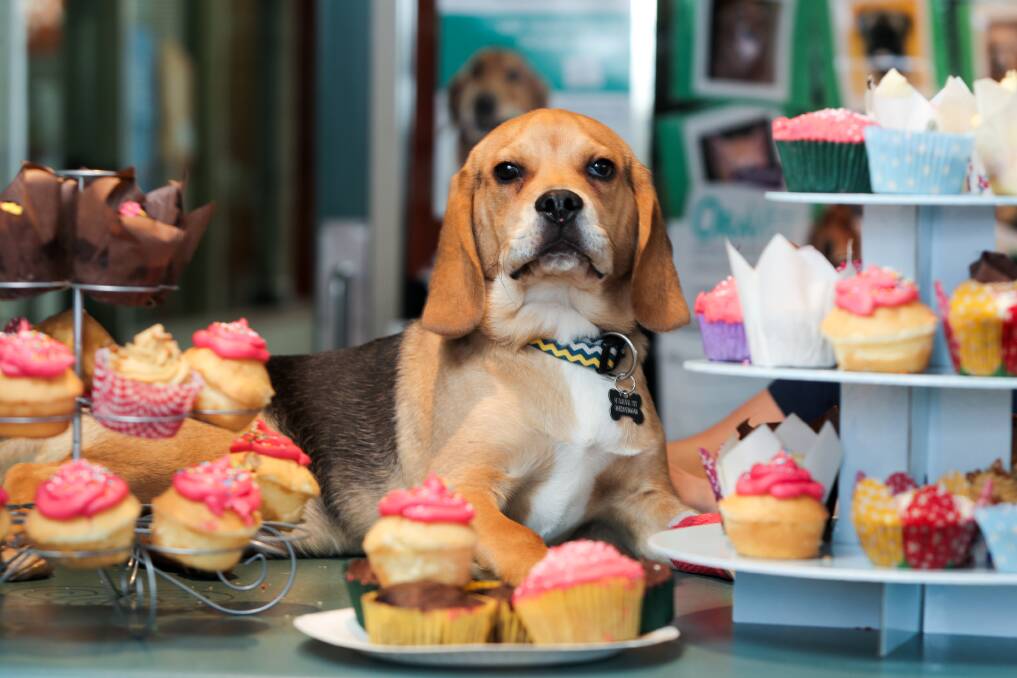 Tasty treat: Albert the beagle with some of the cupcakes which were on offer at the Warrnambool Veterinary Clinic as part of the RSPCA's Cupcake Day. Picture: Rob Gunstone