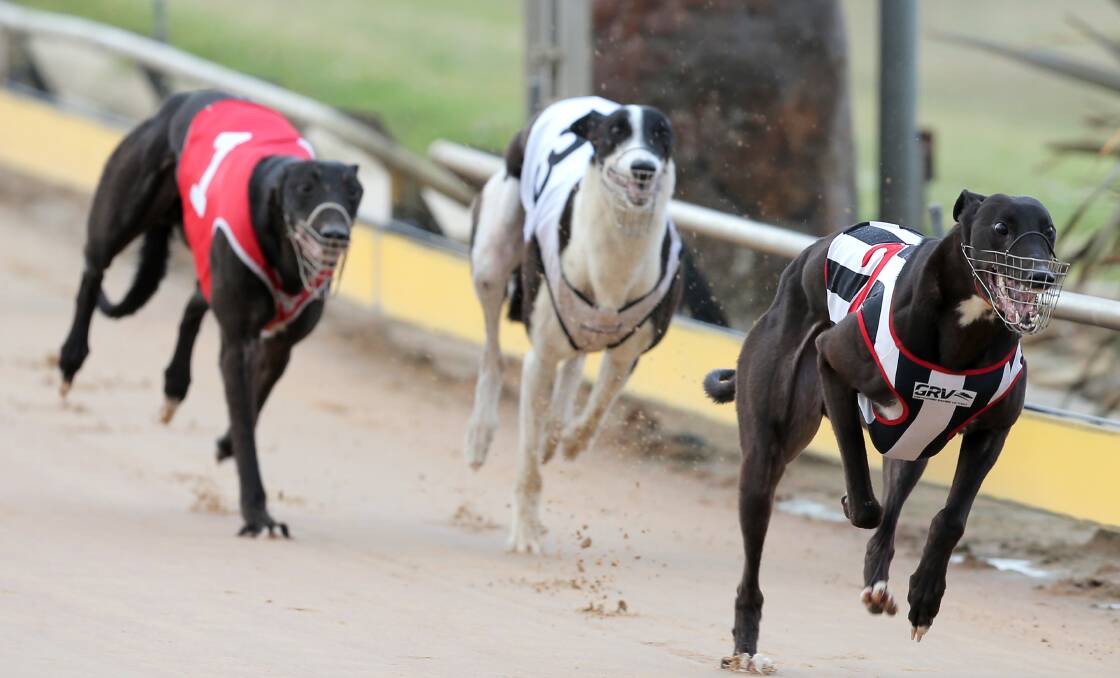 NEW ERA: Opposition racing spokesman Tim Bull sees a bright future for greyhound racing in Victoria. Picture: Rob Gunstone