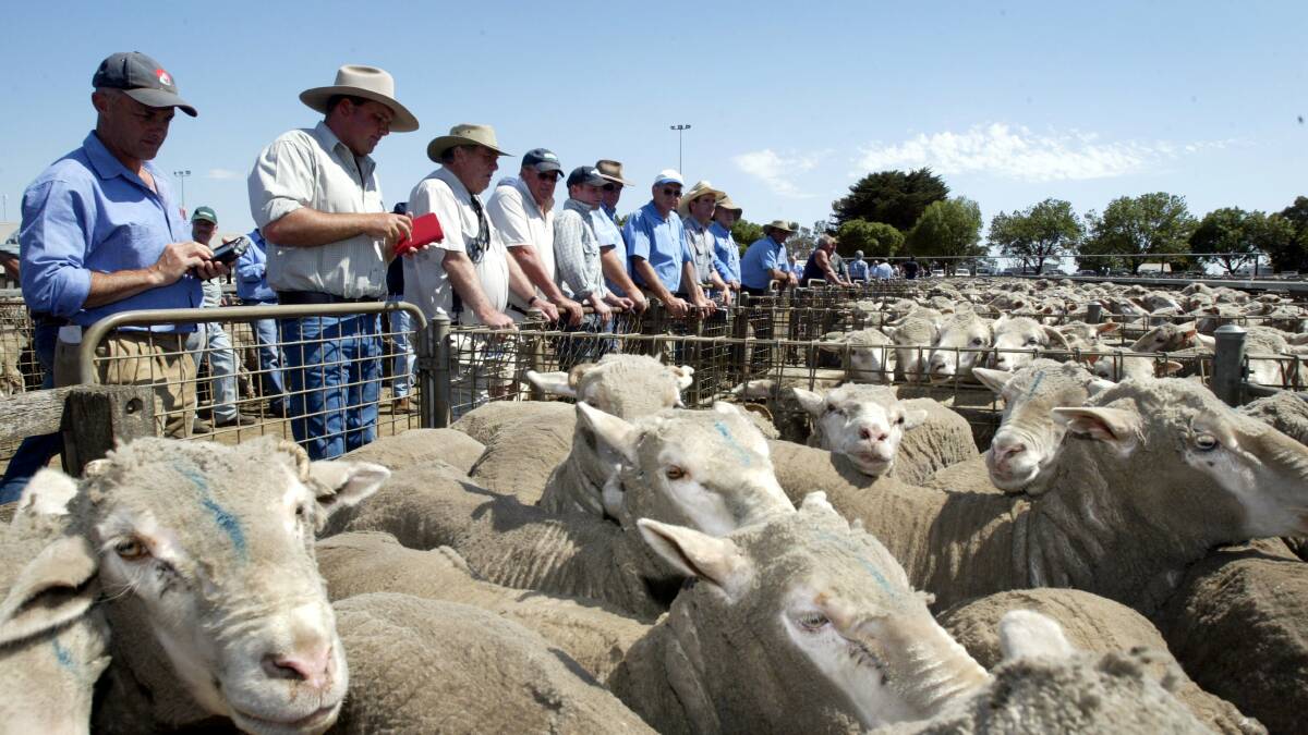Flying high: Prices for mutton sheep at Hamilton have been very buoyant in recent months with ewes fetching up to $170 on Wednesday. 