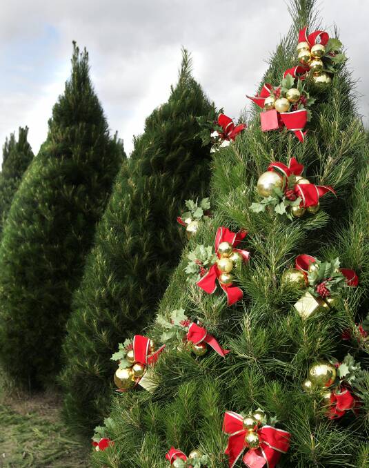 mfd081102.004.005  TAMM, Hi 5, X-mas Trees  Christmas Tree Farm, 1680 Stumpy Gully Rd, Moorooduc.  Pic. Melanie Faith Dove SPECIAL 111