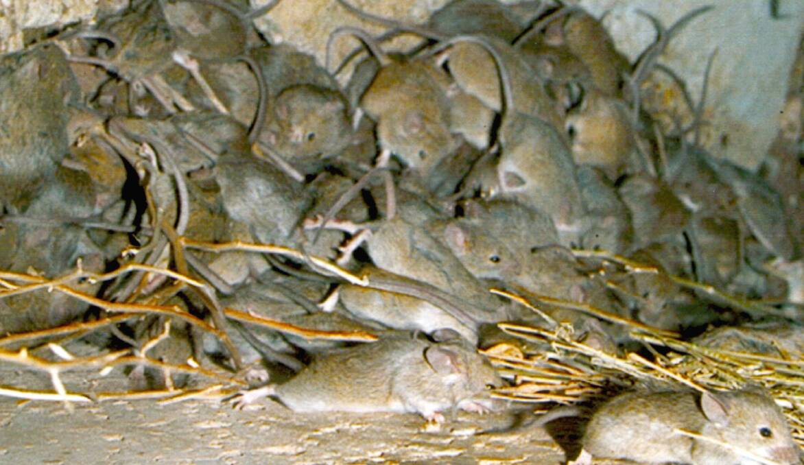 Mice on the rise: While not reaching the plague proportions pictured this year in southern NSW, mice numbers in the south-west have surged in recent months.