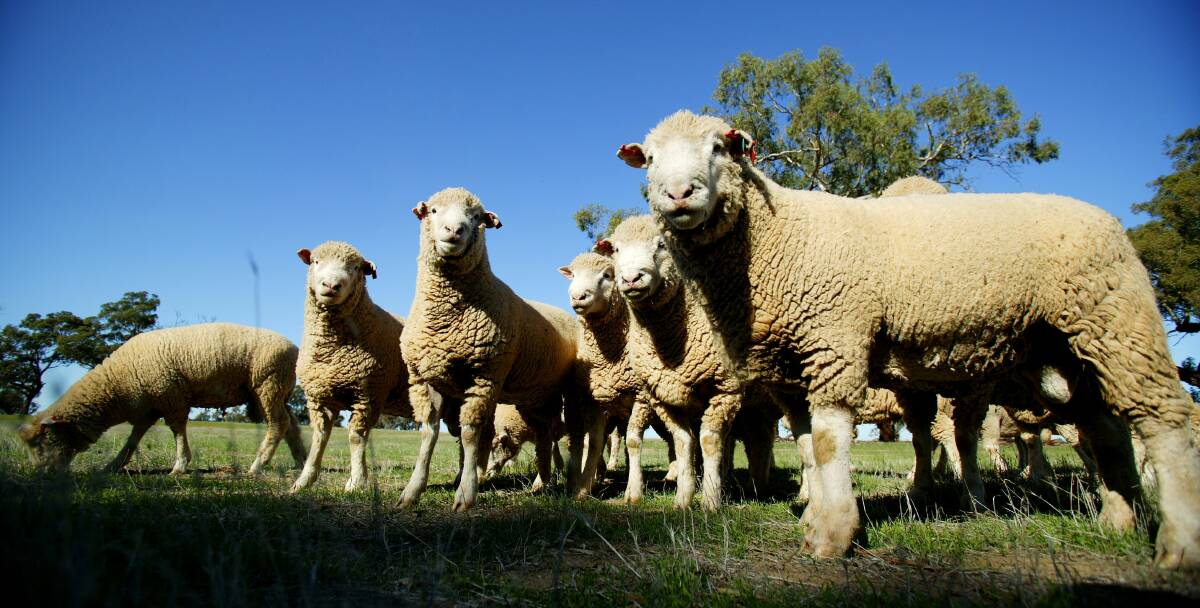 Upbeat: Graziers, particularly sheep producers, are upbeat about their prospects of good returns this year with solid prices being paid so far for lamb and finer wools. 