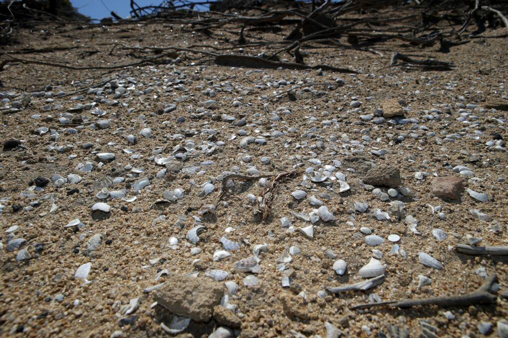 Significant: A draft government plan for managing Belfast Coastal Reserve says it contains 86 recorded Aboriginal Heritage places, including shell middens like the one pictured. Some traditional owners want further research done.