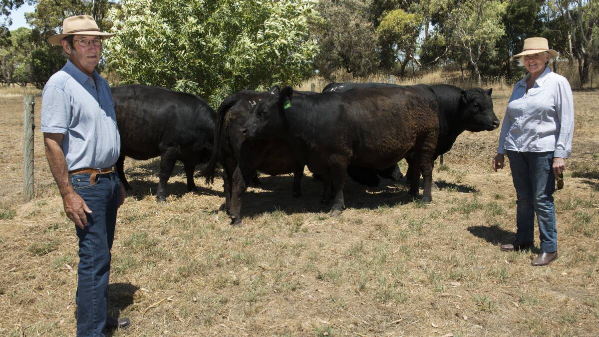 Geoff and Joy Howley with some of their native Angus cattle.  