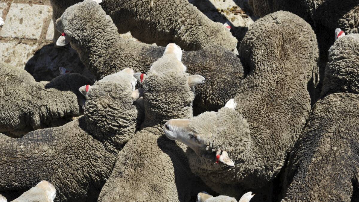 Not acceptable: Western Victoria sheep industry stakeholders say better shearer training has eliminated much of the mistreatment of sheep that occurred in the industry in the past.