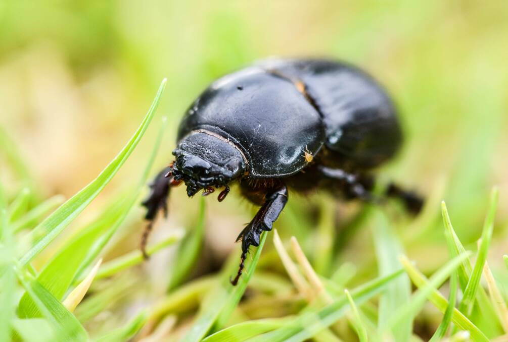 PEST: African black beetle