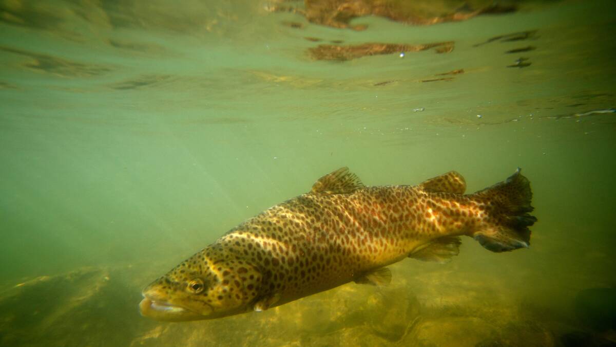A brown trout.