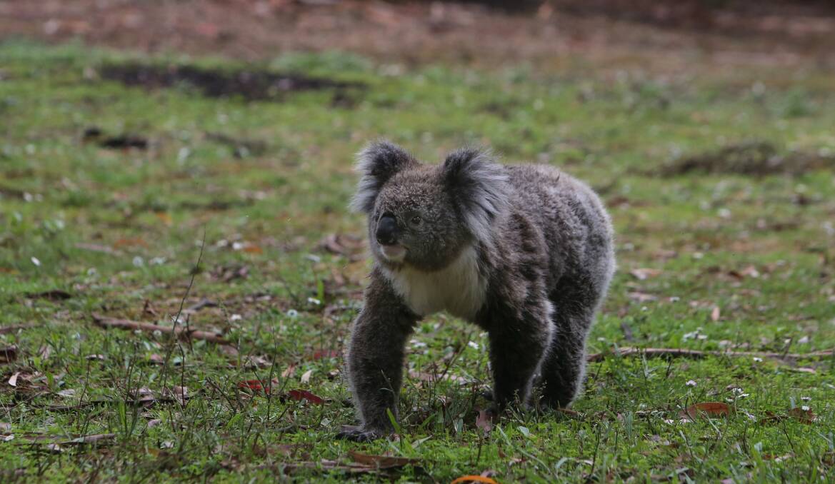 Koalas are a regular sight at Tower Hill. 