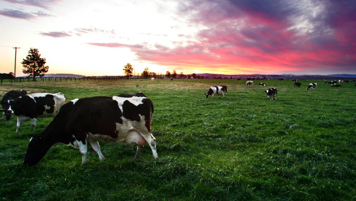 Recovering: Dairy Australia says the Australian dairy industry is recovering from the past two tough seasons but the upturn is shaky. 