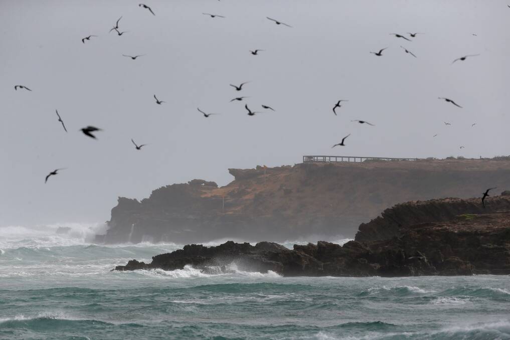 Summer chill: Birds fighting against strong wind at Thunder Point in Warrnambool.