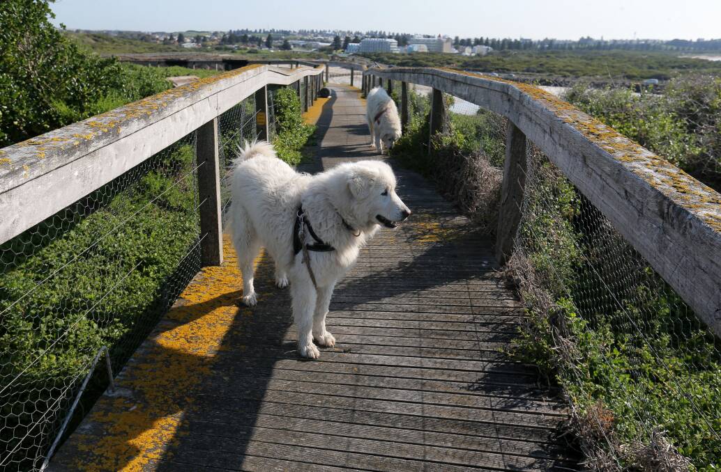 Penguin protectors: Maremma dogs Eudy and Tula at work on Warrnambool's Middle Island. Picture: Rob Gunstone