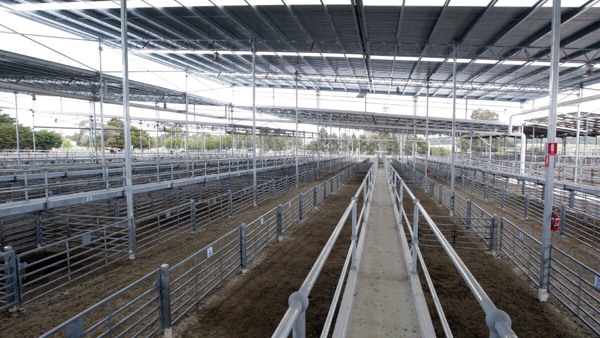 New era: An electronic identification system for sheep is expected to begin operating at the Hamilton saleyards in April.