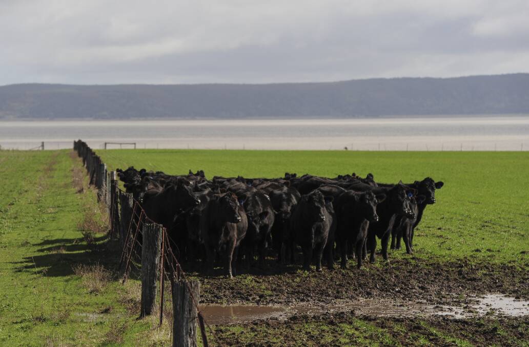 A new website is being developed to help beef producers combat cattle parasites.