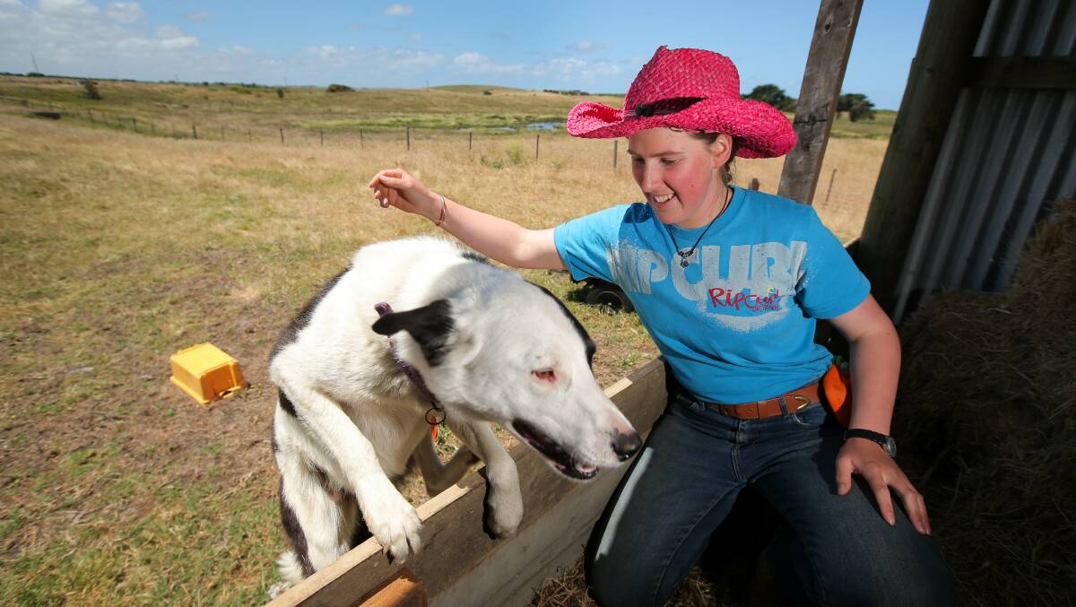 Top dog: Saveloy shows off his jumping skills with owner Tiah Drake. Picture: Rob Gunstone