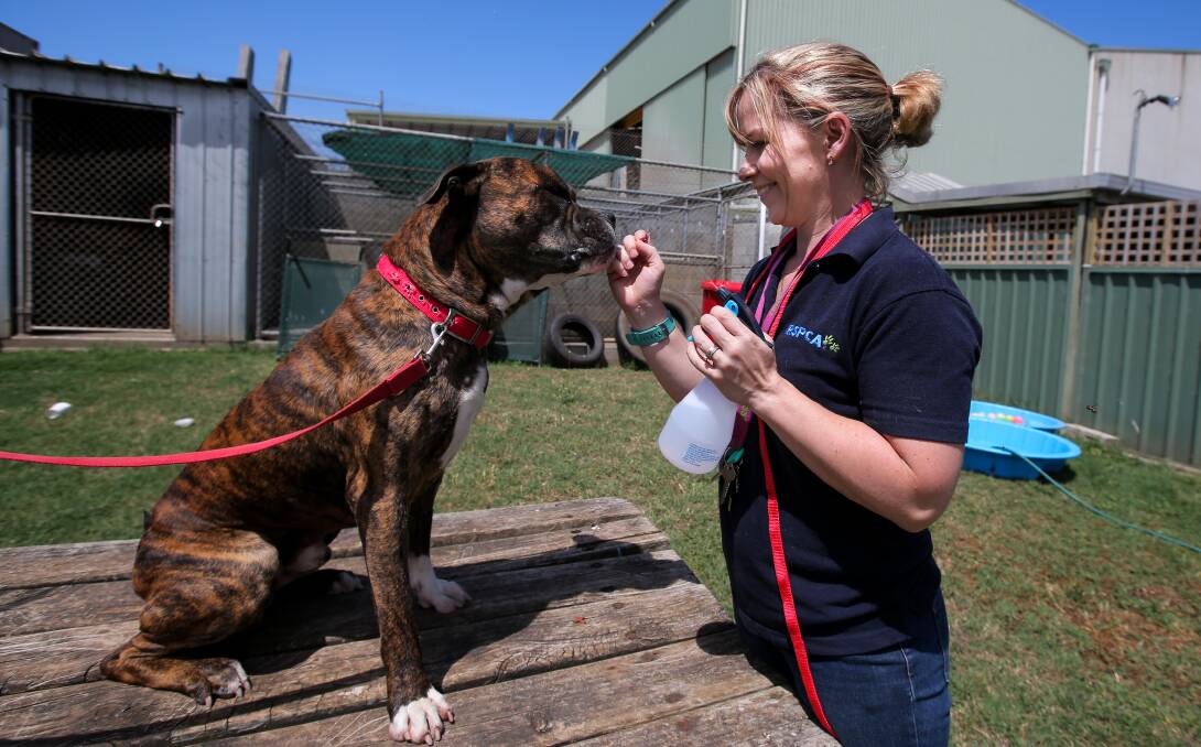 KEEPING COOL: RSPCA Warrnambool shelter supervisor Tracey Patterson uses a water spray bottle to keep Rufus cool. Picture: Rob Gunstone