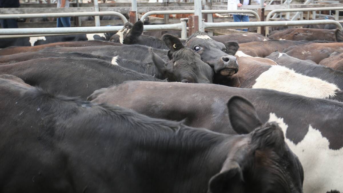 A workshop for beef and dairy cattle producers on their obligations under the National Livestock Identification Scheme will be held in Warrnambool on March 19.