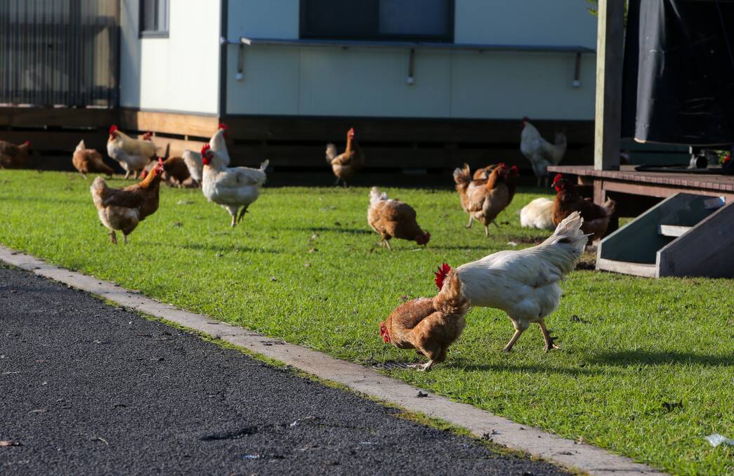 HERE CHOOK: Some of the 300 plus chickens from a next door farm that have invaded the Big4 Hopkins River Holiday Park at Jubilee Park. The chickens belong to Swampy Marsh. Picture: Rob Gunstone