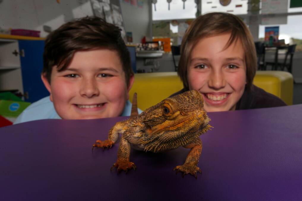 ZOOS ALIVE: Warrnambool East Primary grade six students Ollie Lucas, 11, and  Klara Holland, 11, with Allen the central bearded dragon. The school has won a Zoo Victoria award. Picture: Rob Gunstone