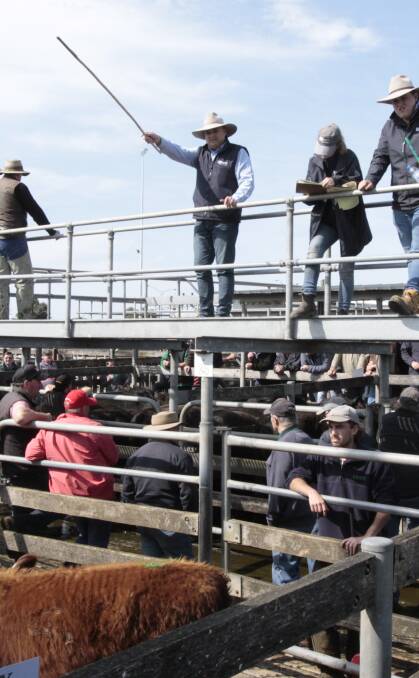 Working the crowd: SKB Rodwells agent Simon Henderson takes bids at the store cattle sale on Friday. Pictures: Everard Himmelreich