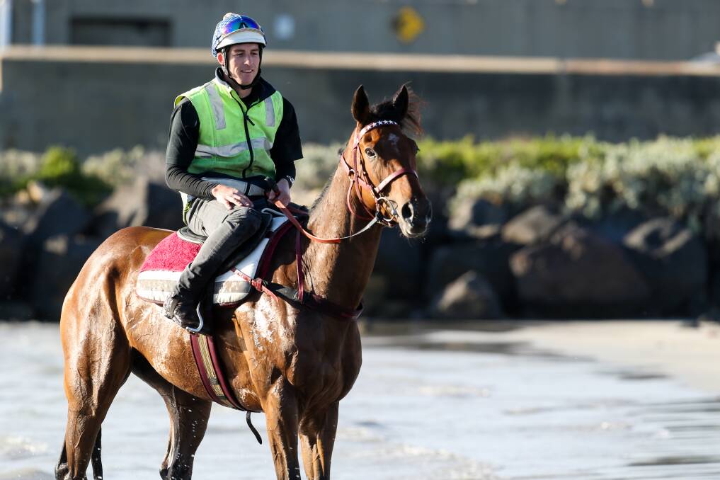 Cox Plate second placegetter Humidor, ridden by Tyson Kermond, enjoys a swim after training on the Warrnambool foreshore last week. Picture: Rob Gunstone