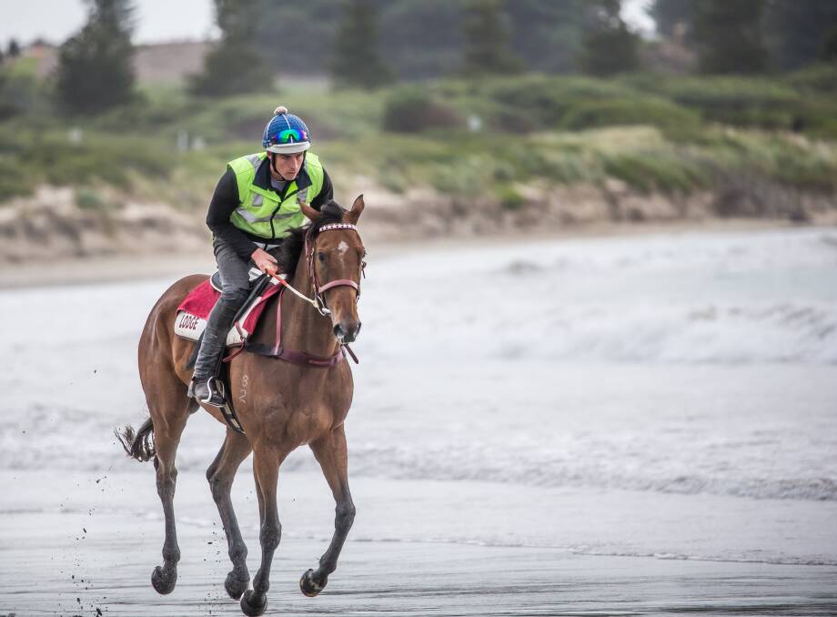 PREPARATIONS: One of the favourites for the Melbourne Cup, Humidor, enjoys an early morning training session on the beach at Lady Bay in Warrnambool ahead of the big race. Picture: Christine Ansorge