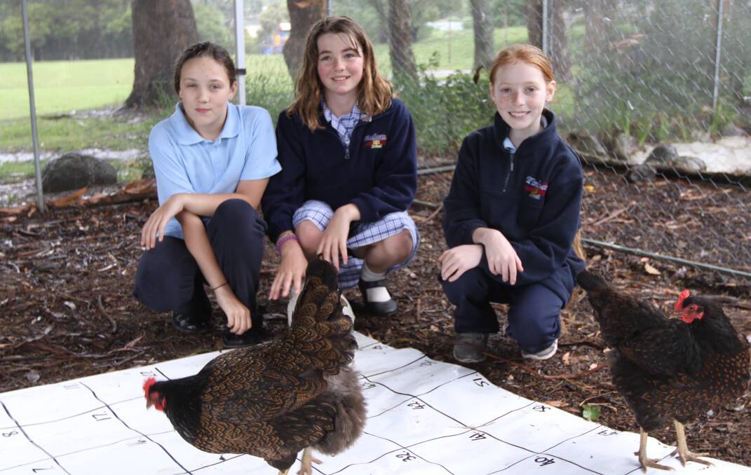 Chook bingo: Timboon P-12 School Year 5 pupils D-dee Baynes, Kate Partridge and Poppy Smith watch chickens they have raised take part in a chook bingo competition.