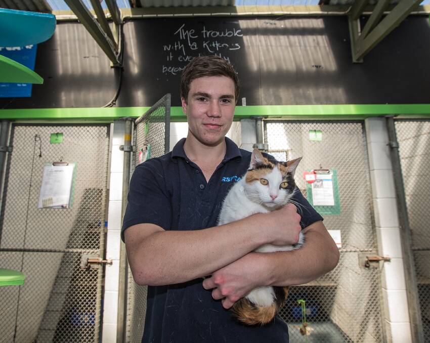 Adopt a cat: Warrnambool animal shelter attendant Sam Slattery wants people to take advantage of the shelter's reduced cat adoption fees. Picture: Christine Ansorge