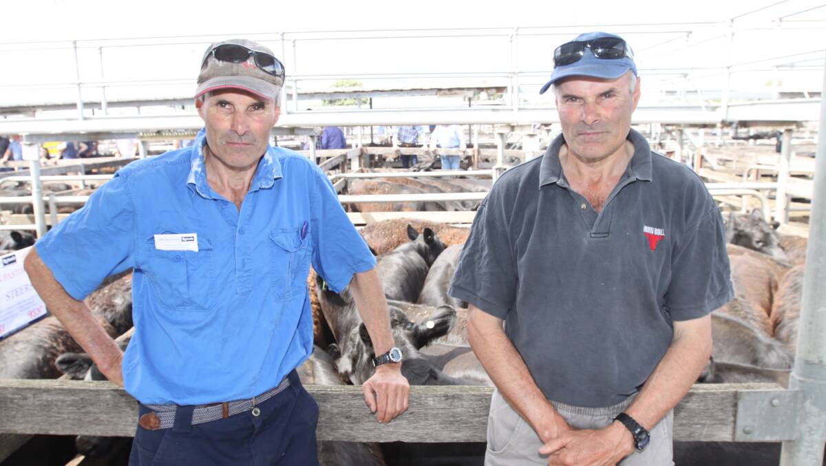 Good returns: Peter and Gerard Ryan at Hawkesdale sold 99 cattle for up to 354c/kg at the November store cattle sale.
