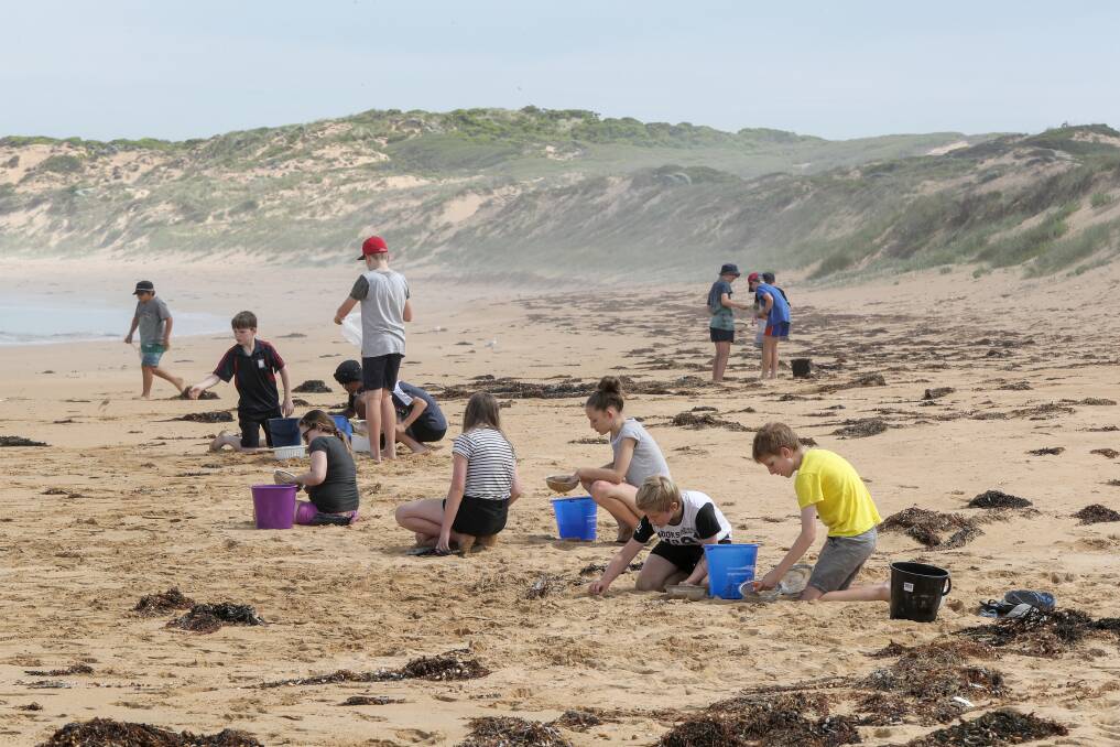 Local volunteers, including grade six students from Terang College, have led the clean-up of thousands of plastic nurdles. Picture: Rob Gunstone