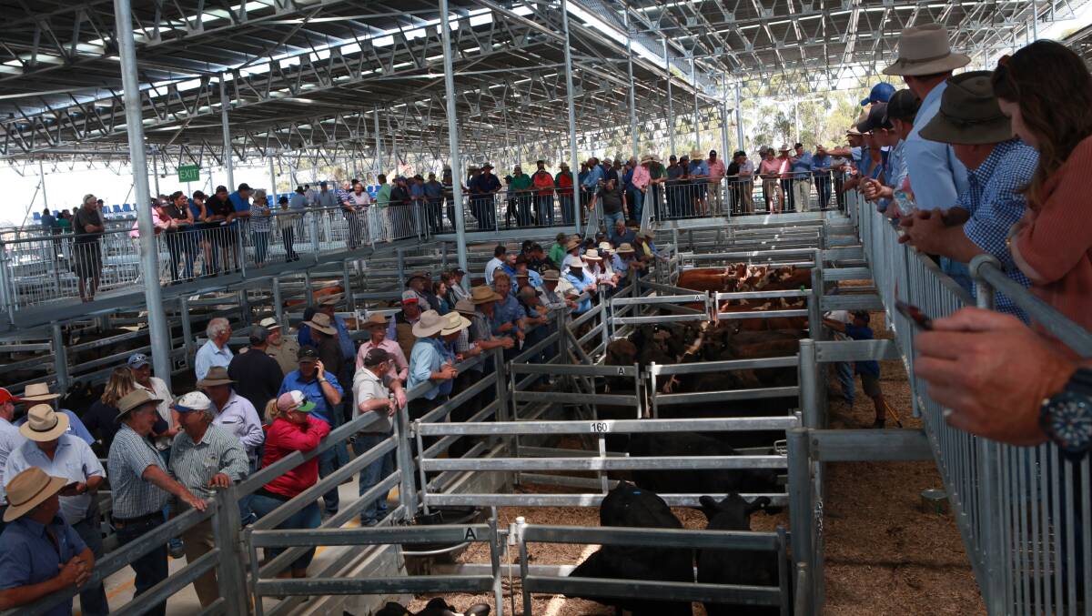 Full house: Agents, buyers and sellers pack the rails at the new saleyards at Mortlake.