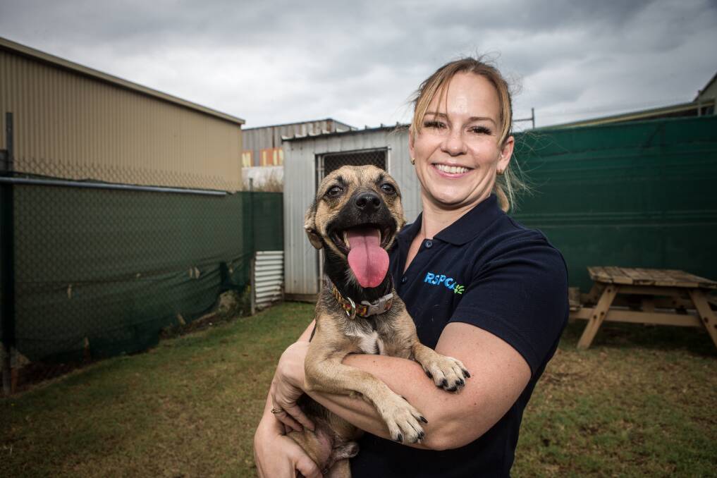 Puppy: Chihuahua cross Latte and RSPCA manager Tracey Patterson are urging people to adopt a pet this weekend during the pet clearance sale. Picture: Christine Ansorge