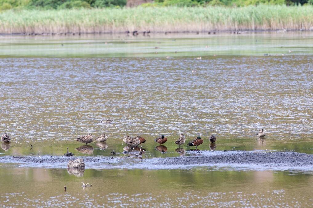 In the sights: Ducks at Tower Hill State Game Reserve...half of the area will be closed to hunters because of a significant number of blue-billed ducks. Picture: Christine Ansorge