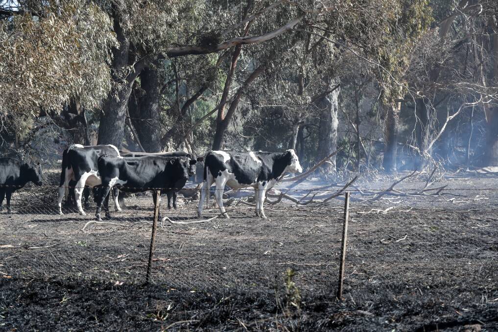 These cows survived the fires near Hawkesdale but farmers are counting the cost of the weekend's blazes. Picture: Rob Gunstone