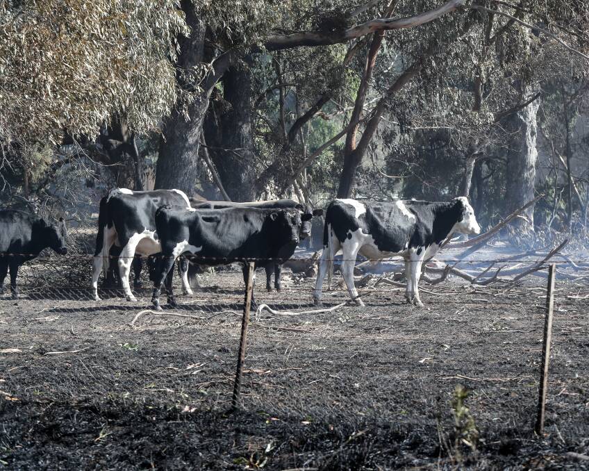 No feed: Livestock in burnt-out paddocks near Hawkesdale. Fodder drives are helping farmers with no feed for stock. Picture: Rob Gunstone