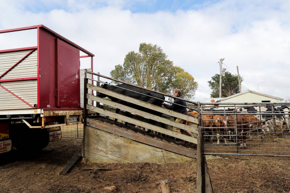 Russell McCann helps to move a neighbour's cattle off to better pastures after the fires. Picture: Rob Gunstone