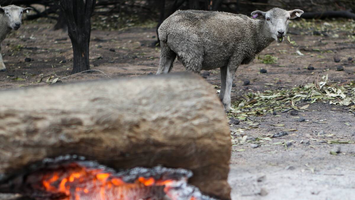 A sheep eats leaves as fire burns through a log on a south-west property that was scorched in the weekend's fires. Picture: Morgan Hancock