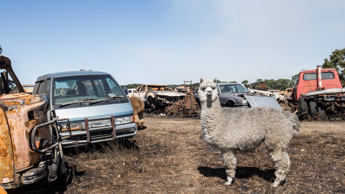 Survivor: Bambi, one of the two alpacas that miraculously survived the inferno in Neil Podger's wrecking yard.  